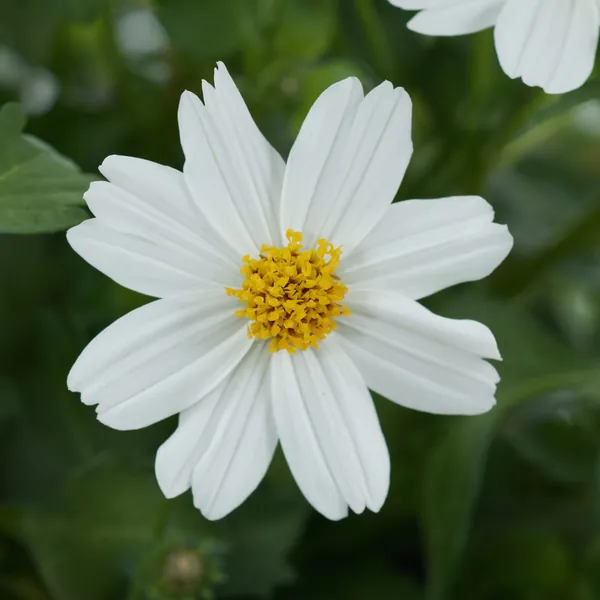Bidens White Delight