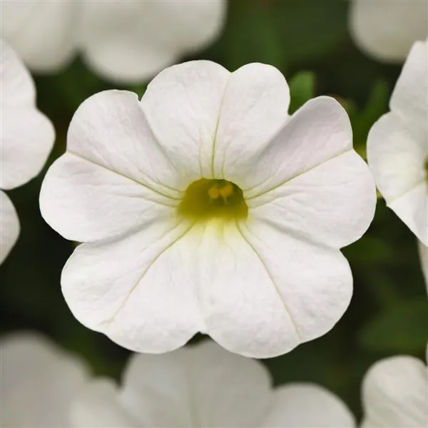 Calibrachoa Cabaret Bright White