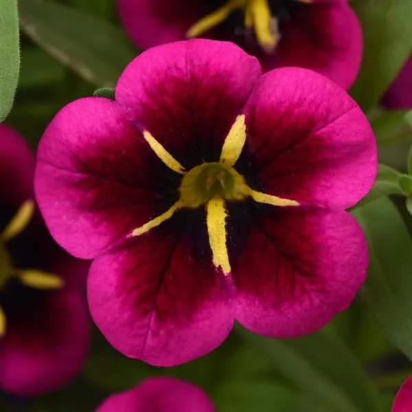 Calibrachoa Cabaret Goodnight Kiss