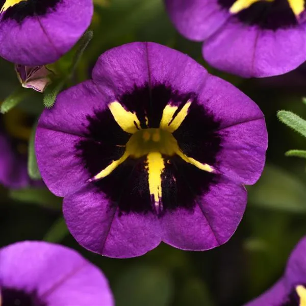 Calibrachoa Cabaret Midnight Kiss