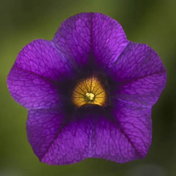 Calibrachoa Callie Dark Blue