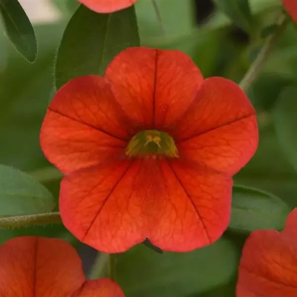 Calibrachoa Mini Famous Neo Deep Orange