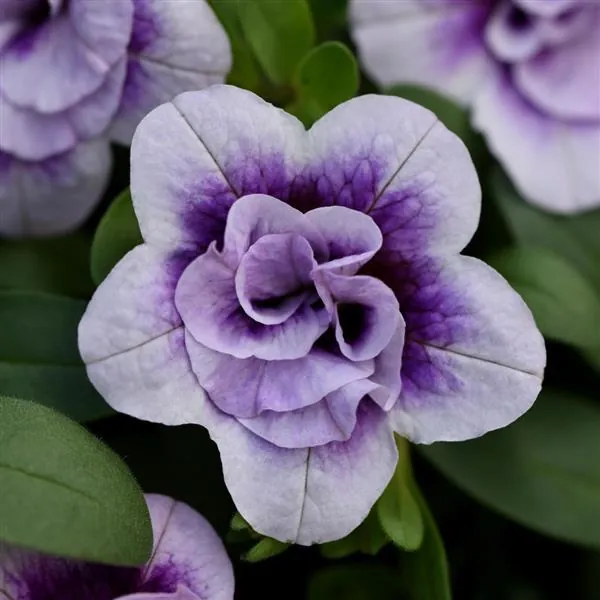Calibrachoa Mini Famous Neo Double PlumTastic