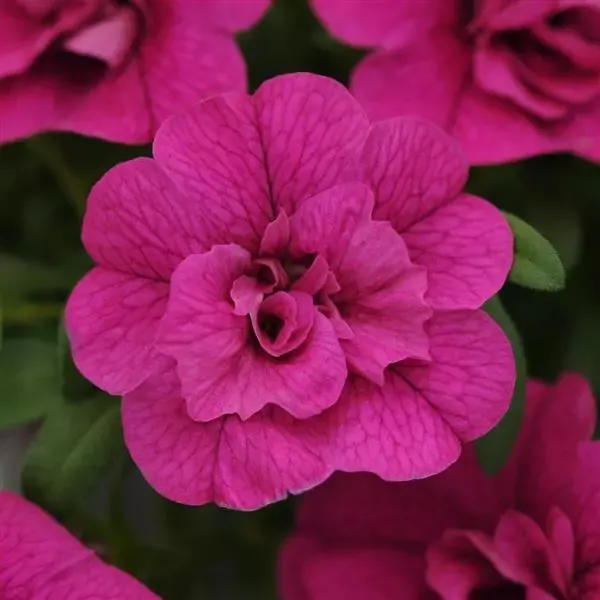 Calibrachoa Mini Famous Neo Double Purple
