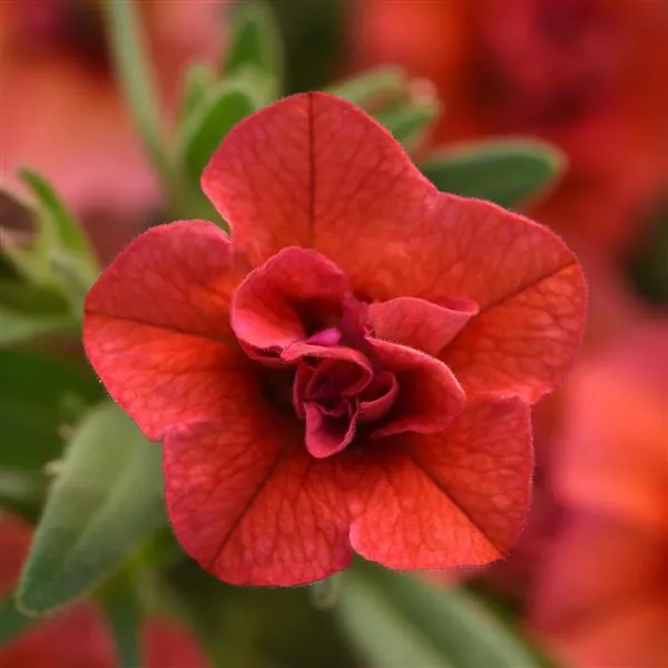 Calibrachoa Mini Famous Uno DBL Orange