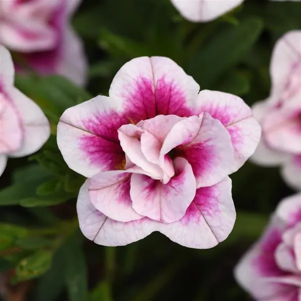 Calibrachoa Mini Famous Uno DBL Pink