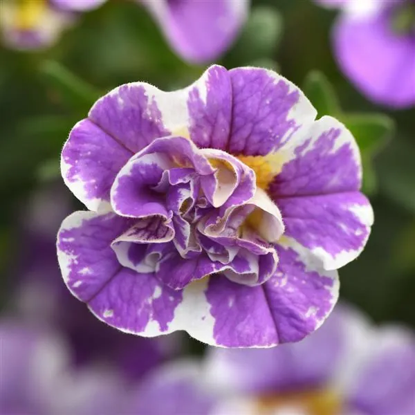 Calibrachoa Mini Famous Uno Funtopia Blue