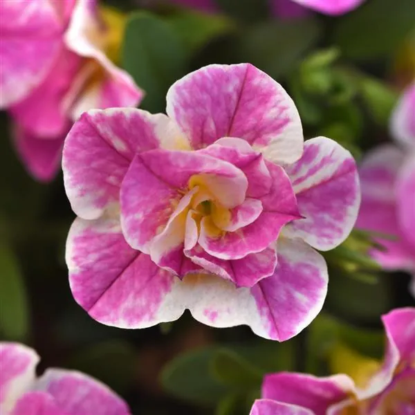 Calibrachoa Mini Famous Uno Funtopia Pink