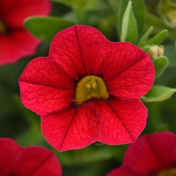 Calibrachoa Mini Famous Uno Red