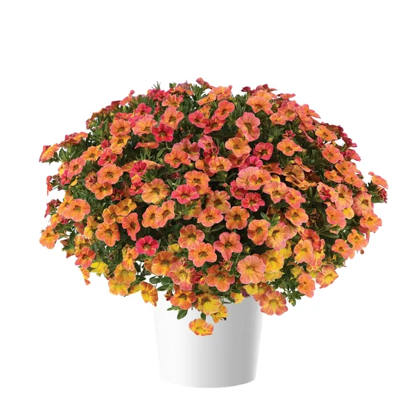 Calibrachoa Ombre Sunrise