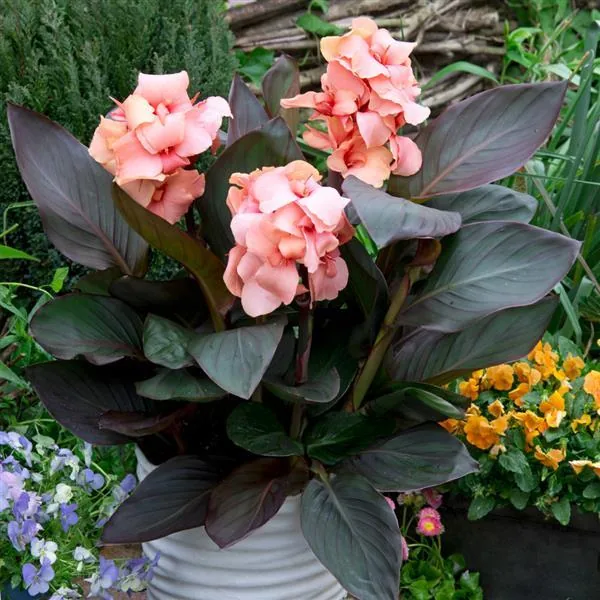 Canna Cannova Bronze Peach