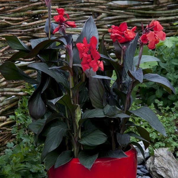 Canna Cannova Bronze Scarlet