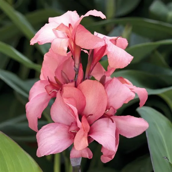 Canna Cannova Mango