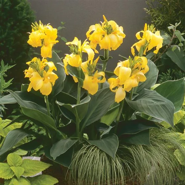 Canna Cannova Yellow