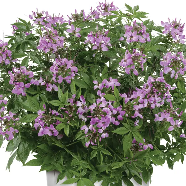 Cleome Clio Magenta
