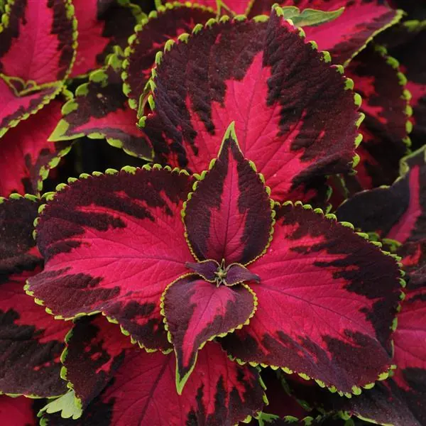 Coleus Chocolate Covered Cherry