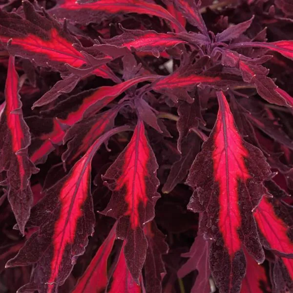 Coleus Flame Thrower Adobo Pink