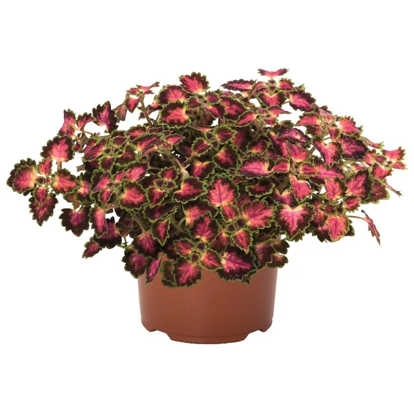 Coleus Great Falls Angel