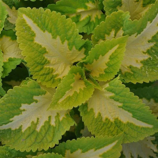 Coleus Kong Jr. Green Halo