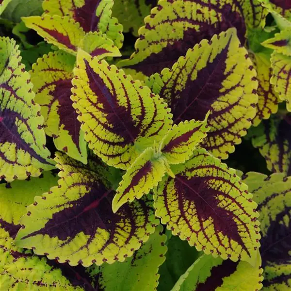 Coleus Kong Jr. Lime Vein