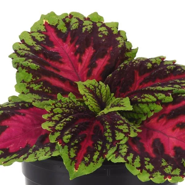 Coleus Kong Jr. Rose