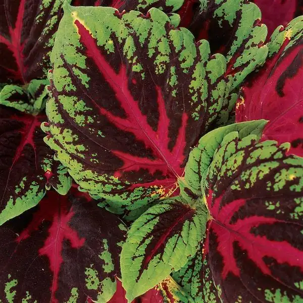Coleus Kong Red