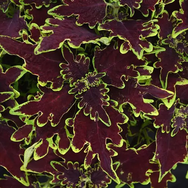 Coleus Lime Wire