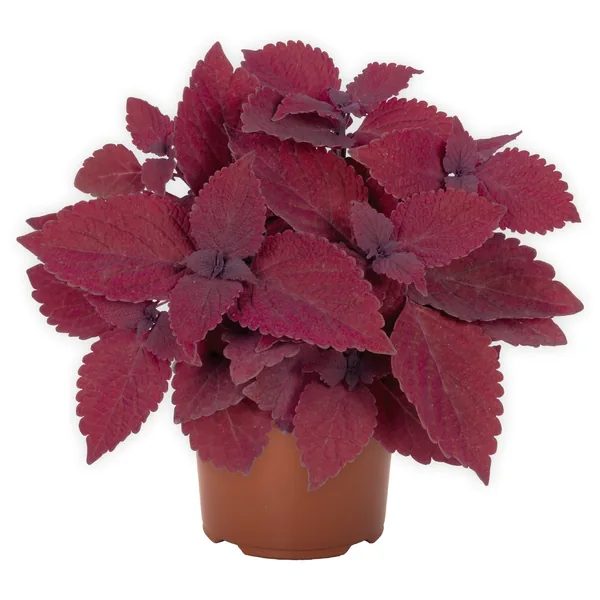 Coleus Mainstreet Beale Street