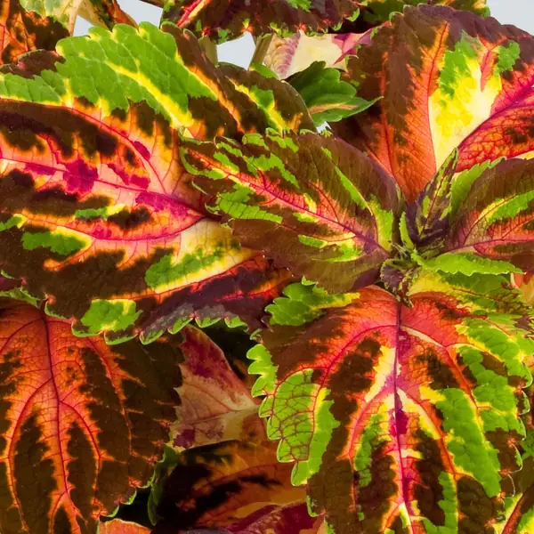 Coleus Rainbow Multicolor