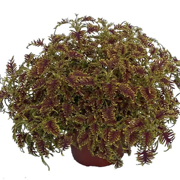 Coleus Skeletal