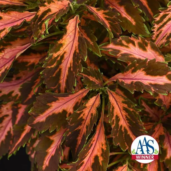 Coleus Sun Coral Candy