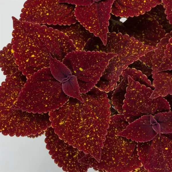Coleus Talavera Moondust