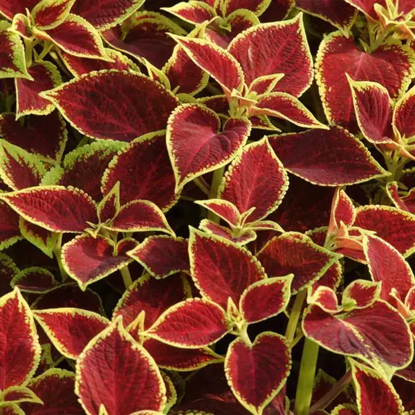Coleus Versa Crimson Gold