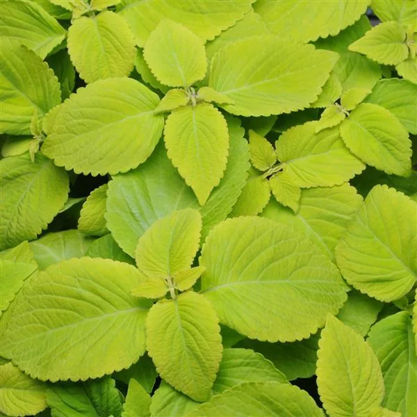 Coleus Versa Lime Delight