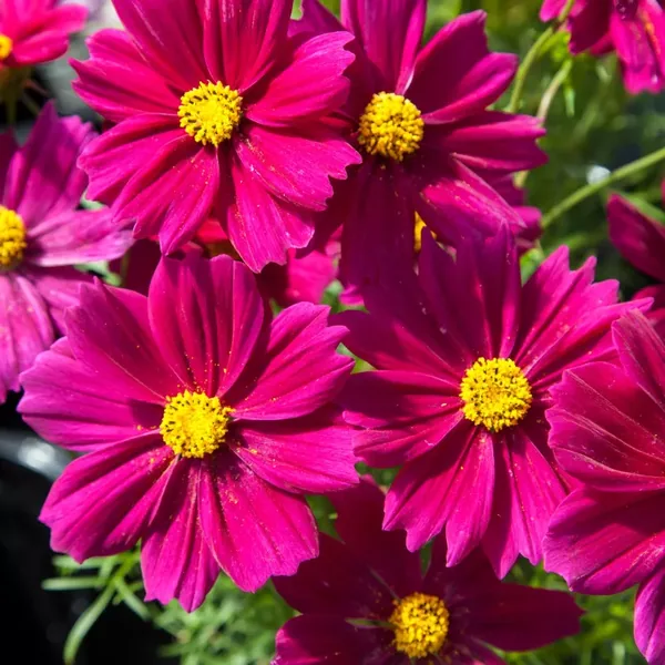 Cosmos Apollo Carmine