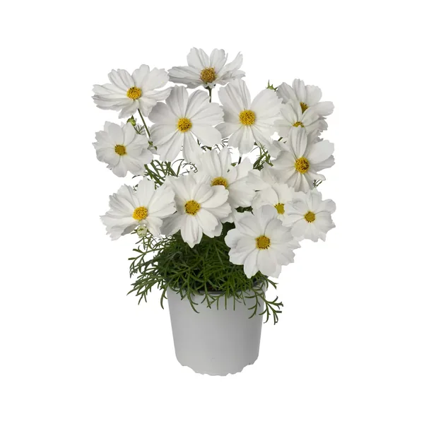 Cosmos Apollo White