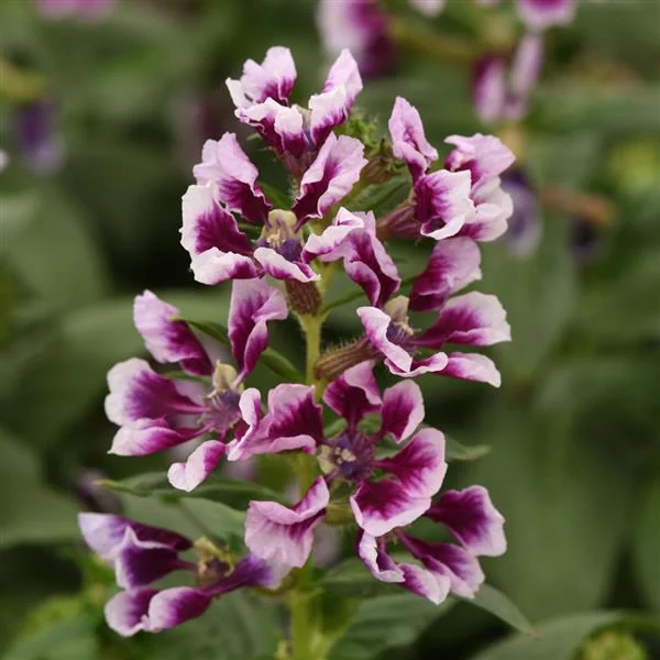 Cuphea Sweet Talk Lavender Splash