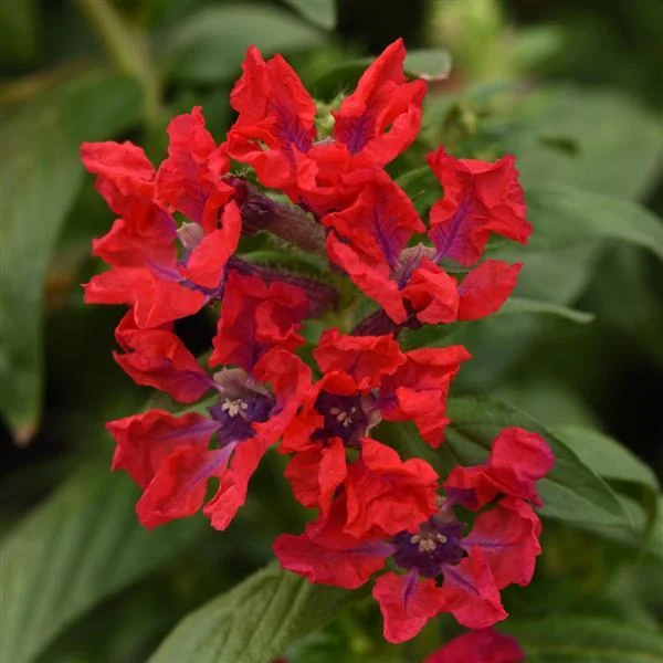 Cuphea Sweet Talk Red