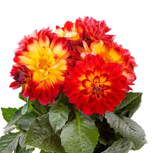 Dahlia LaBella Medio Fun Flame
