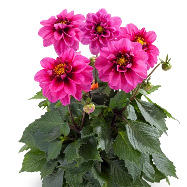 Dahlia LaBella Medio Fun Pink with Eye