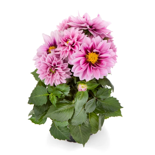 Dahlia LaBella Medio Fun Raspberry