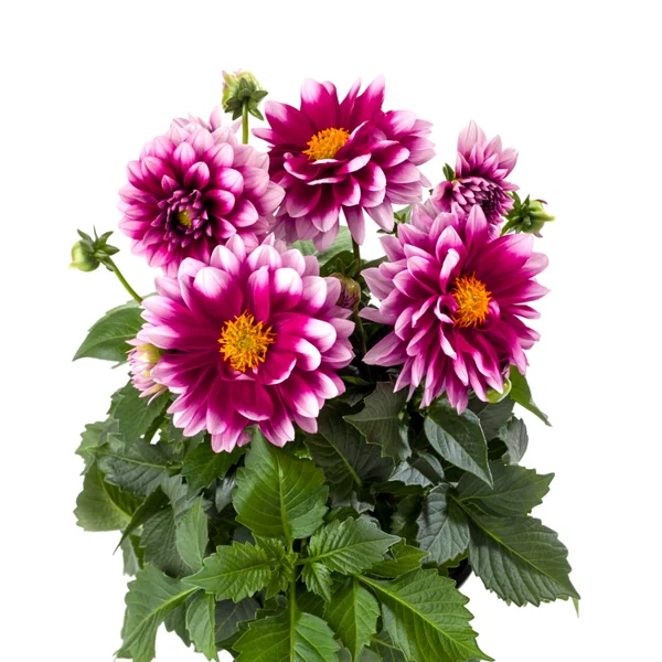 Dahlia LaBella Medio Pink Blush