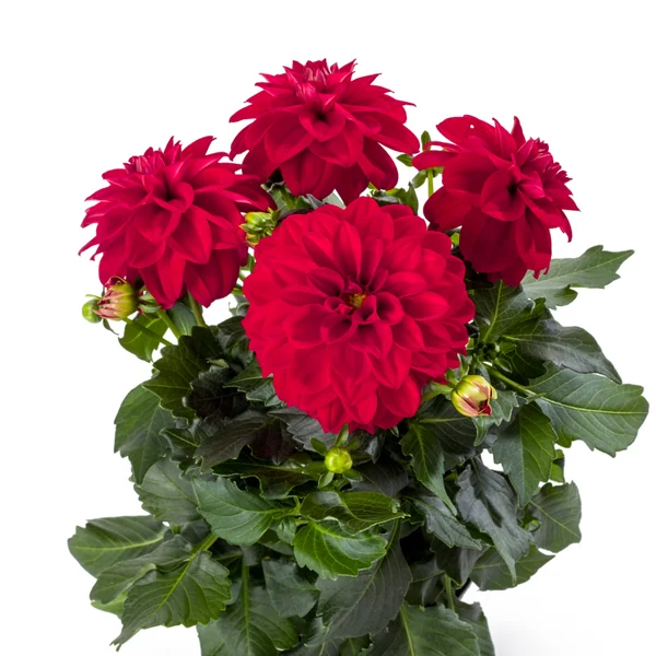 Dahlia LaBella Medio Red