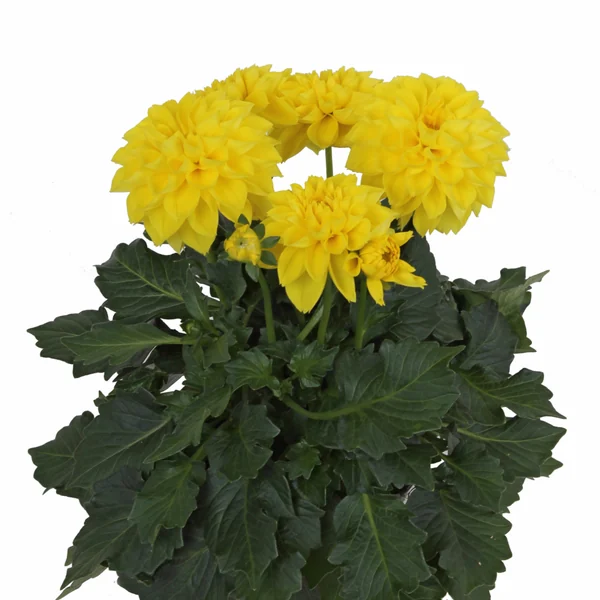 Dahlia LaBella Medio Yellow