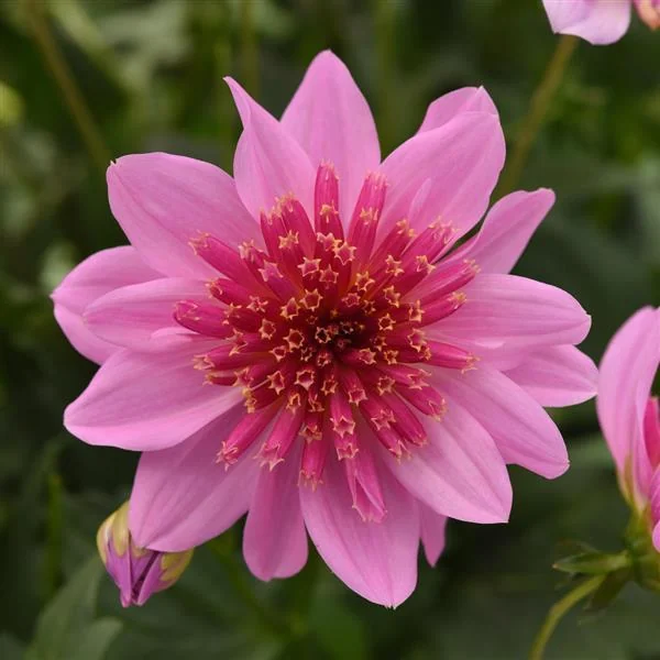 Dahlia Venti Pink Burst