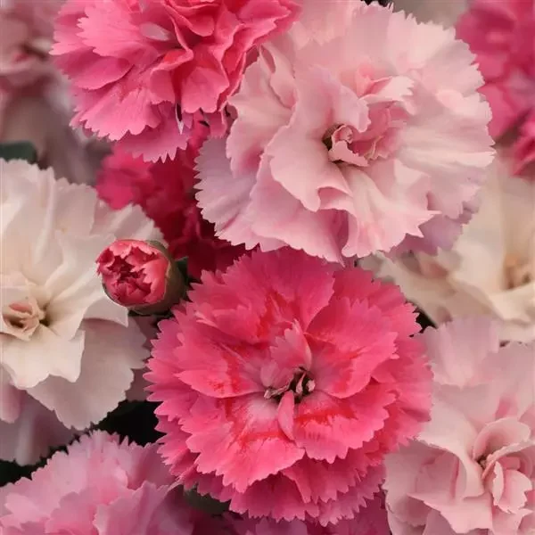 Dianthus DiaDeur Pink Shades