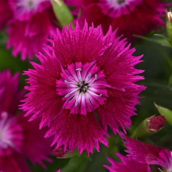 Dianthus Ideal Select Violet