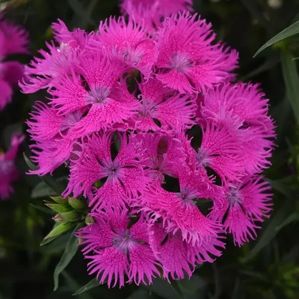 Dianthus Rockin Purple