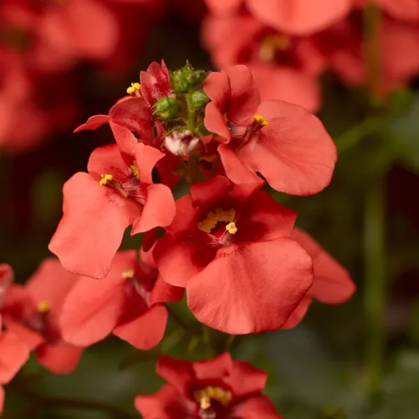 Diascia Darla Deep Salmon