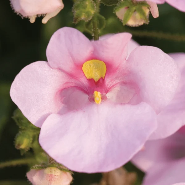 Diascia Darla Light Pink